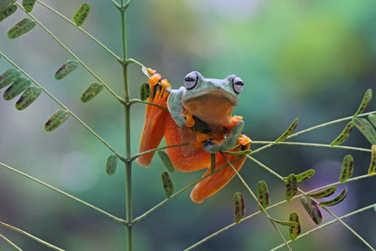 Reptiles / Amphibian