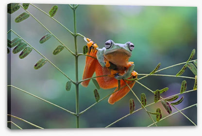 Reptiles / Amphibian