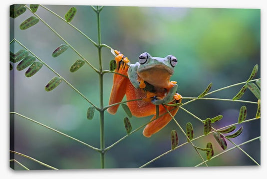 Reptiles / Amphibian