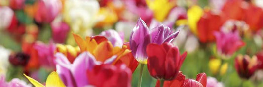 Sunny tulips panorama