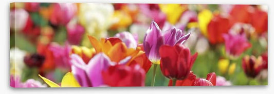 Sunny tulips panorama