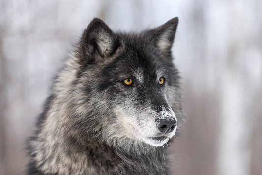 Waiting wolf