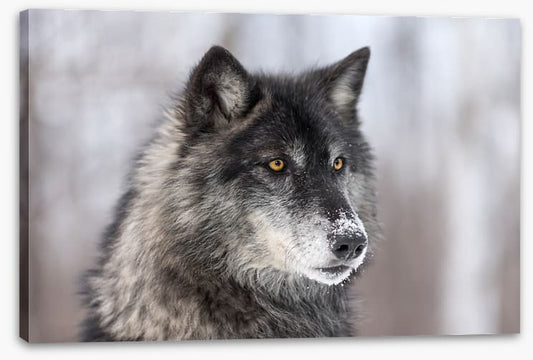 Waiting wolf