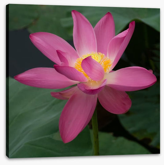 Water lily wonder