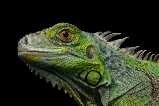 Reptiles