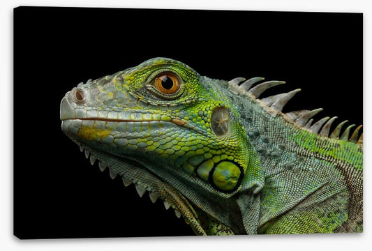 Reptiles