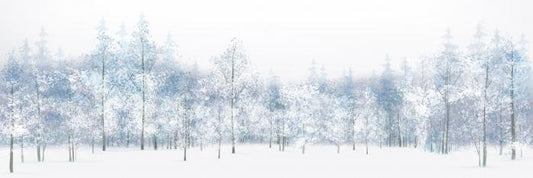 Snow white woods