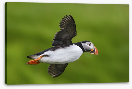 Puffin flight