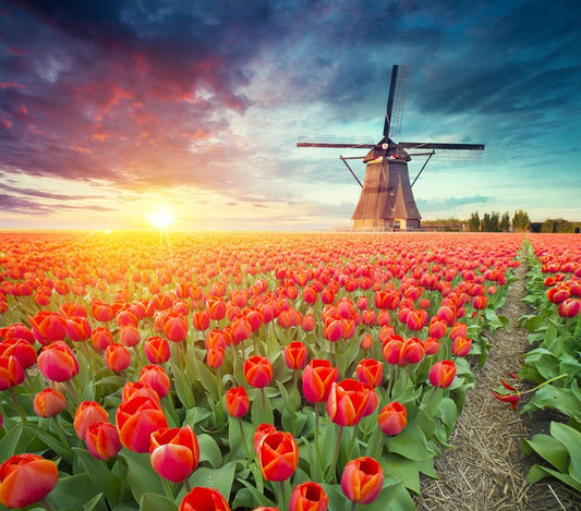 Red tulip windmill, Netherlands