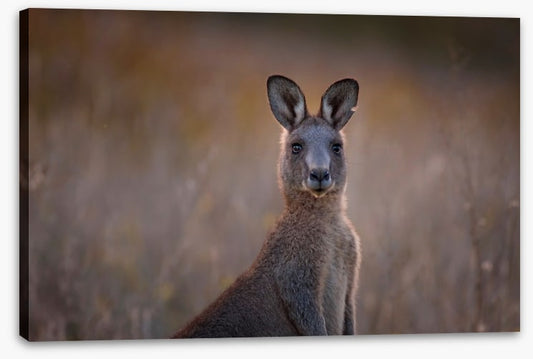 Wary wallaby
