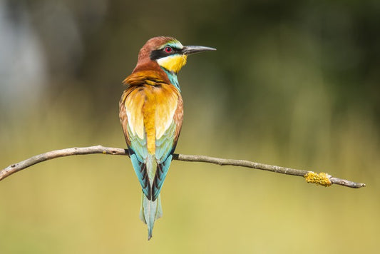 Balancing bee-eater