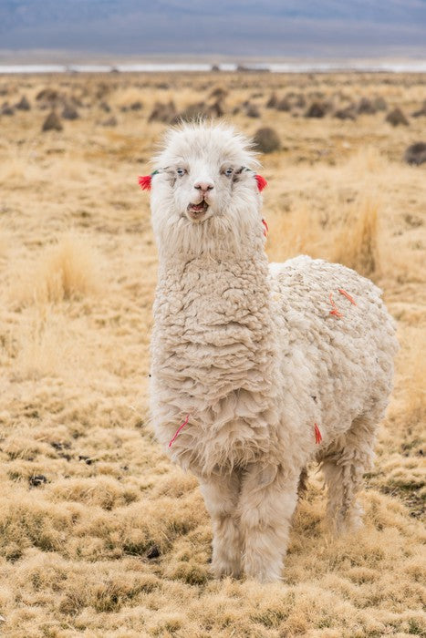Alpaca alone