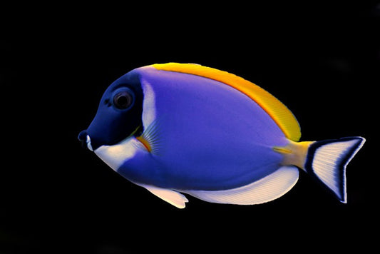 Fish / Aquatic