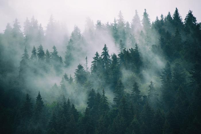 The fading forest