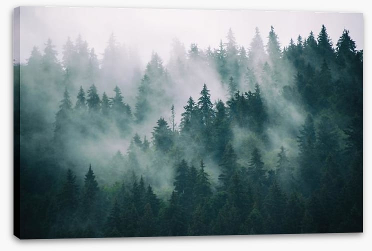 The fading forest