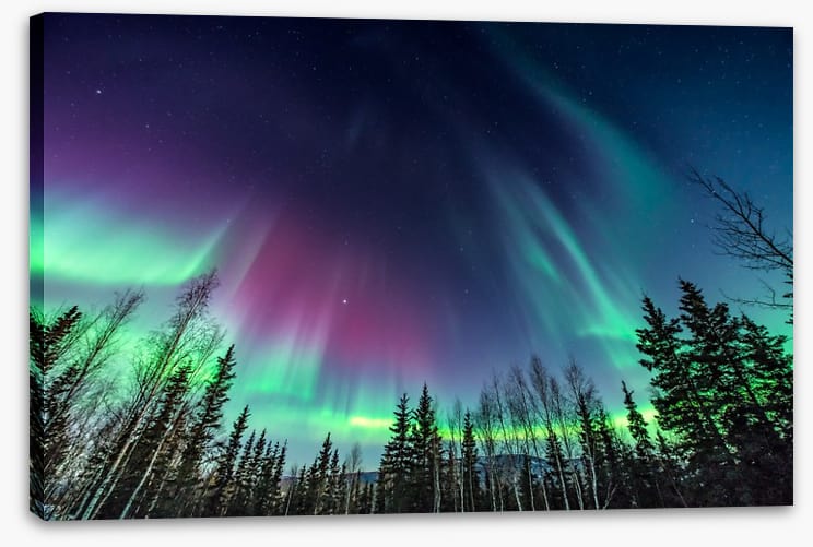 Borealis pines