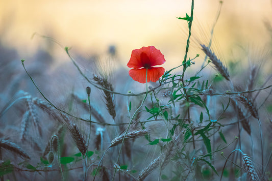 Poppy alone