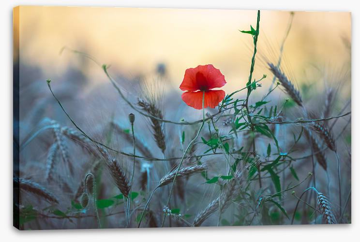 Poppy alone