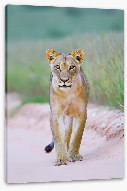Queen of the Kalahari