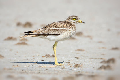 Solitary stone curlew