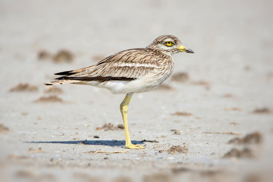 Solitary stone curlew