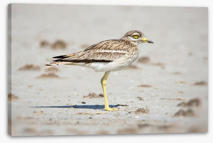 Solitary stone curlew