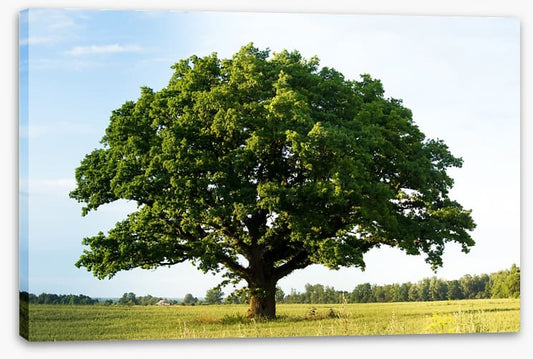 The great oak