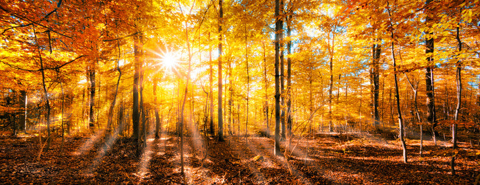 Forests