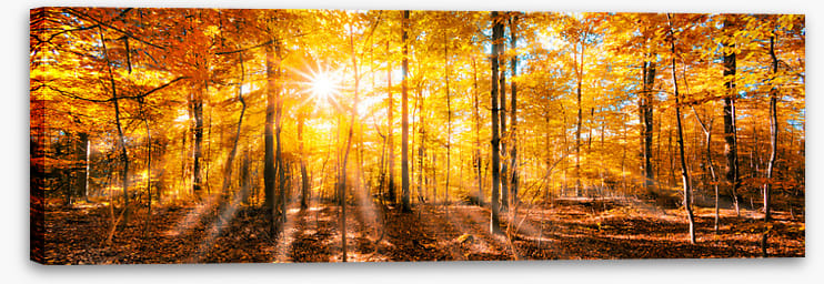 Forests