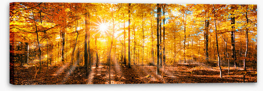 Forests