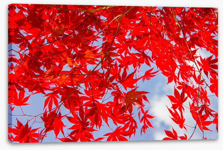 Leaves