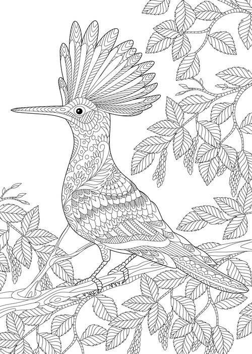 Colour me hoopoe