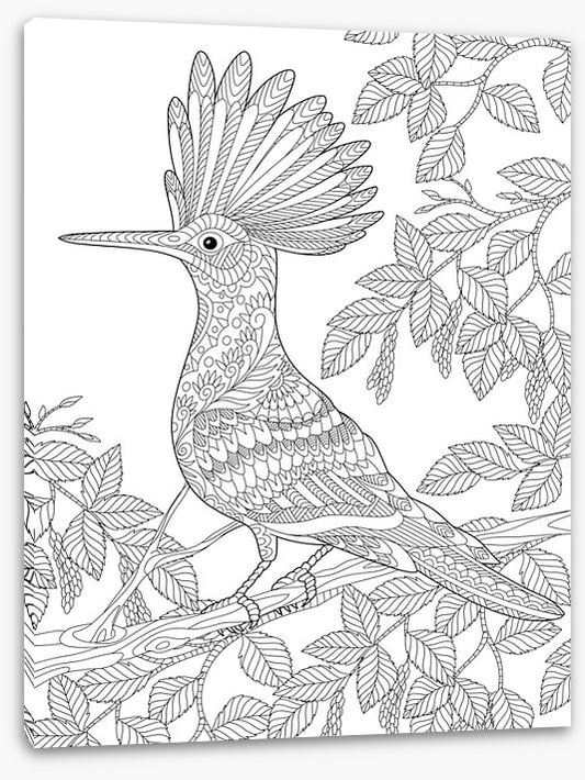 Colour me hoopoe