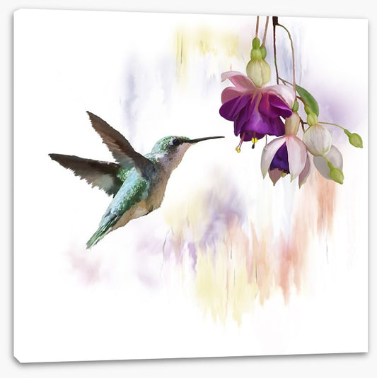 Fuchsia and flight