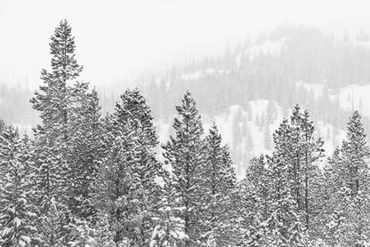 Conifers in the cold