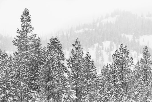 Conifers in the cold