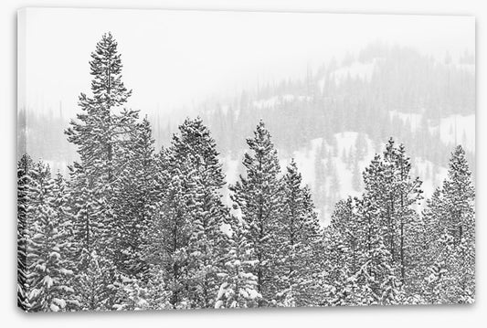 Conifers in the cold