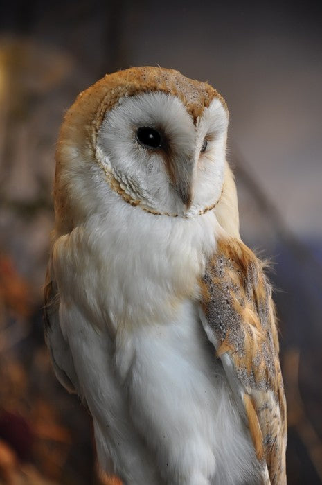 Owl eyes on you