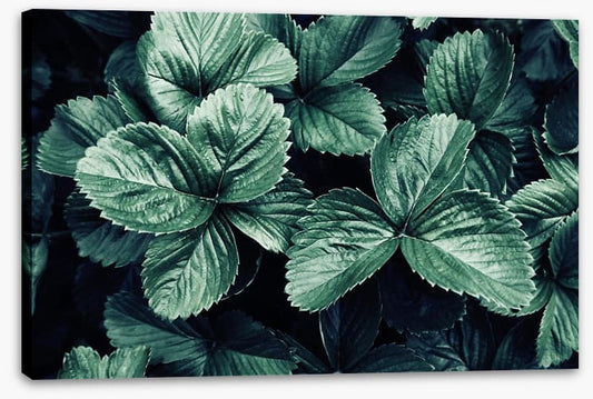Leaves