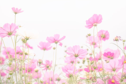 Pretty pink cosmos