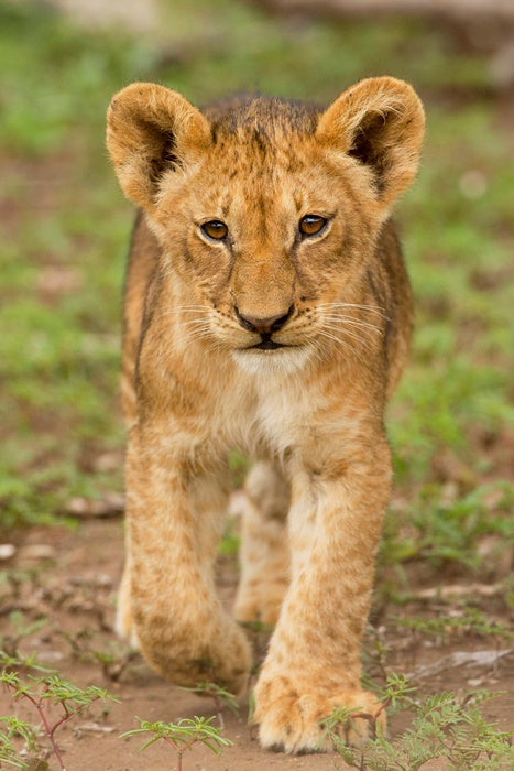 Little lioness