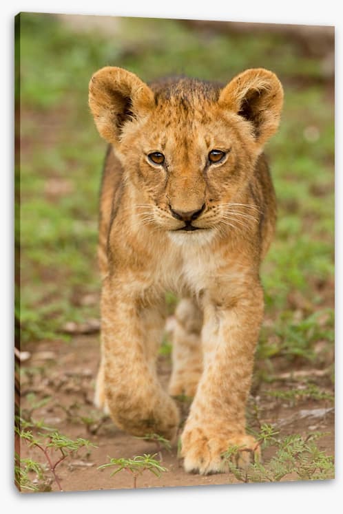 Little lioness