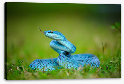 Reptiles
