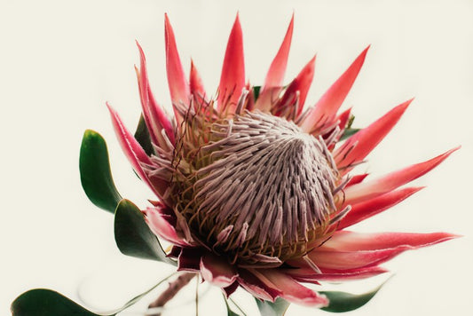 Pink king protea