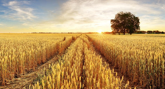 Agriculture