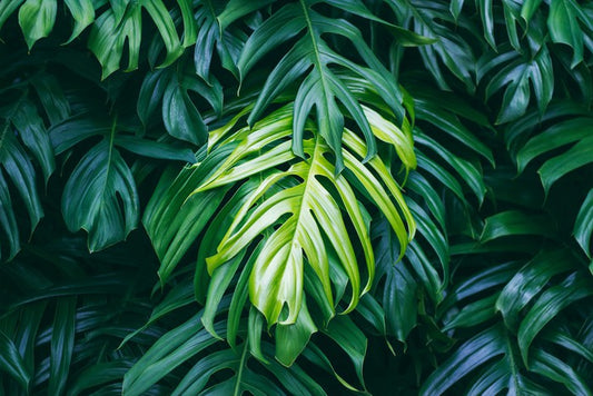 The lightest leaf