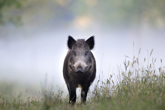 Don't be a boar