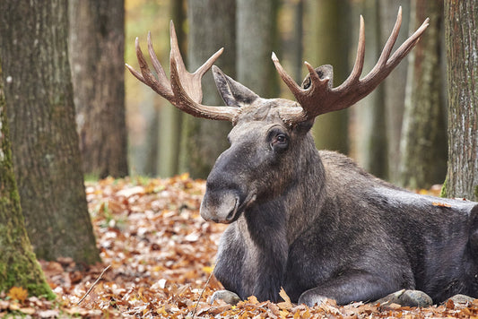 Mammals