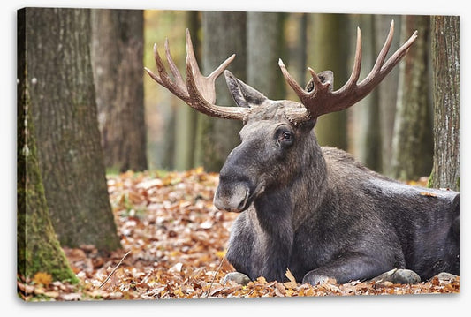 Mammals