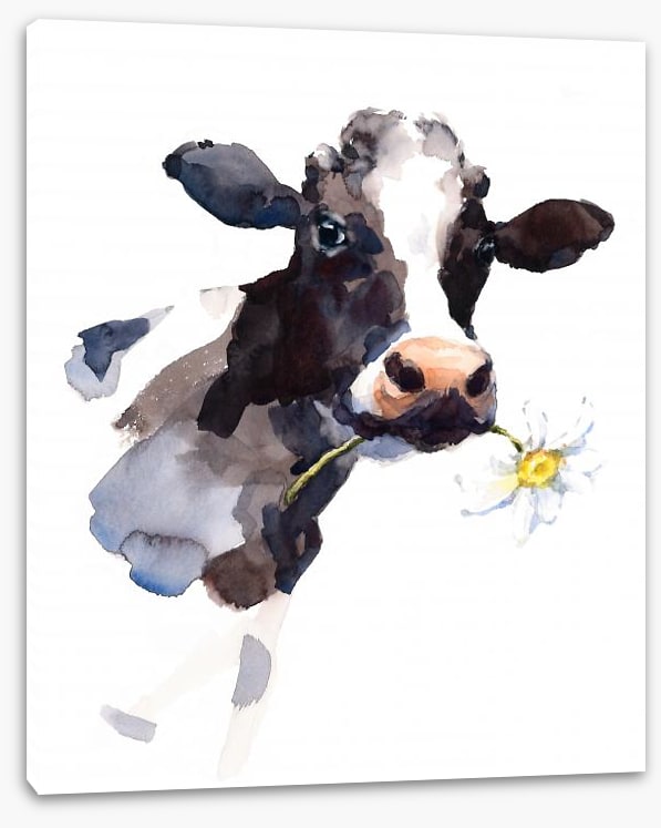 Daisy the cow